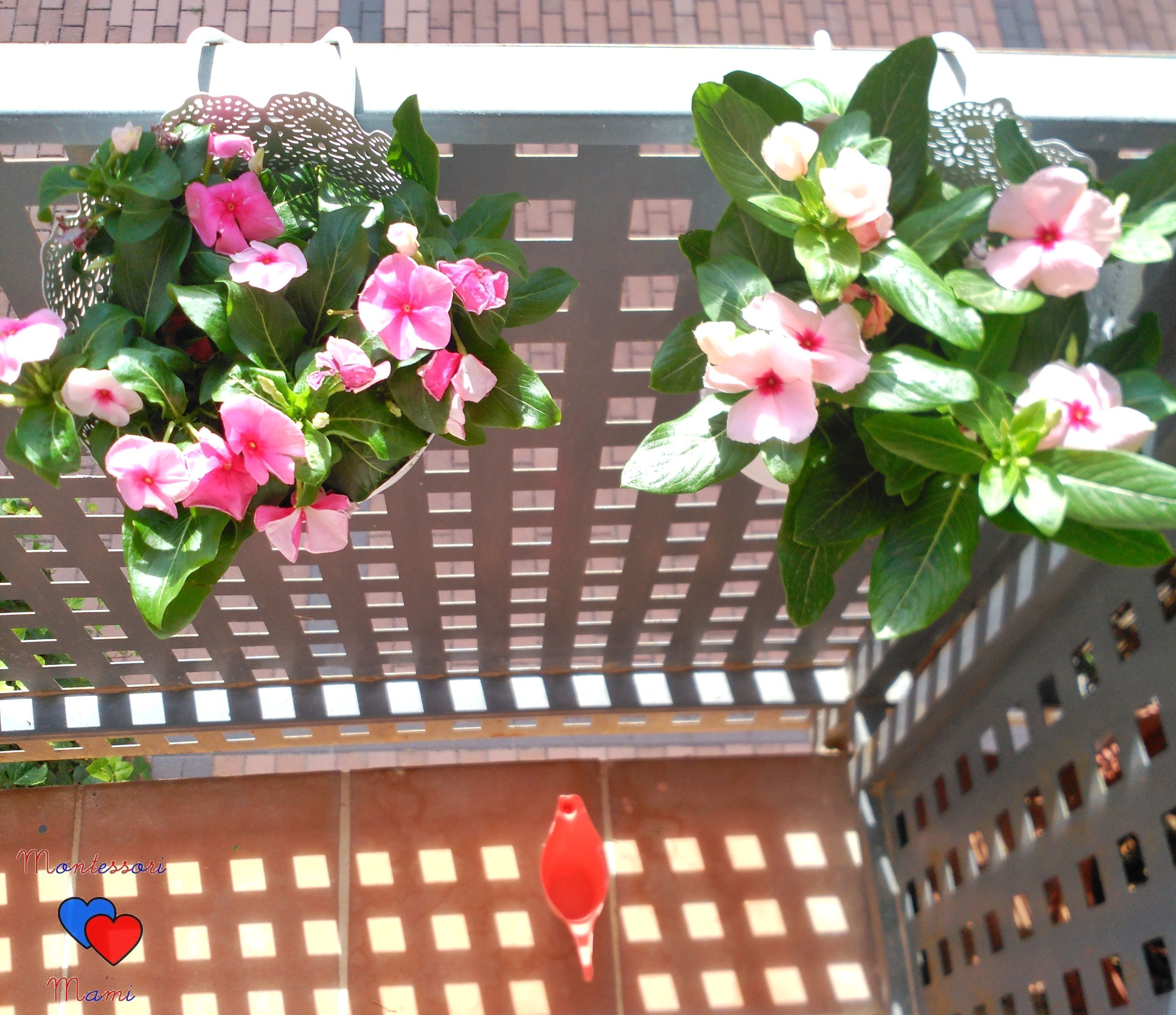 espacio exterior montessori plantas