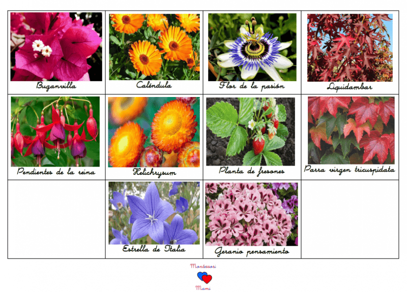 flores imprimible montessori